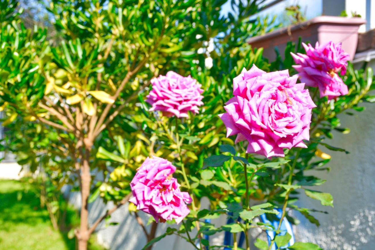 Ninas Cottage Línia 外观 照片